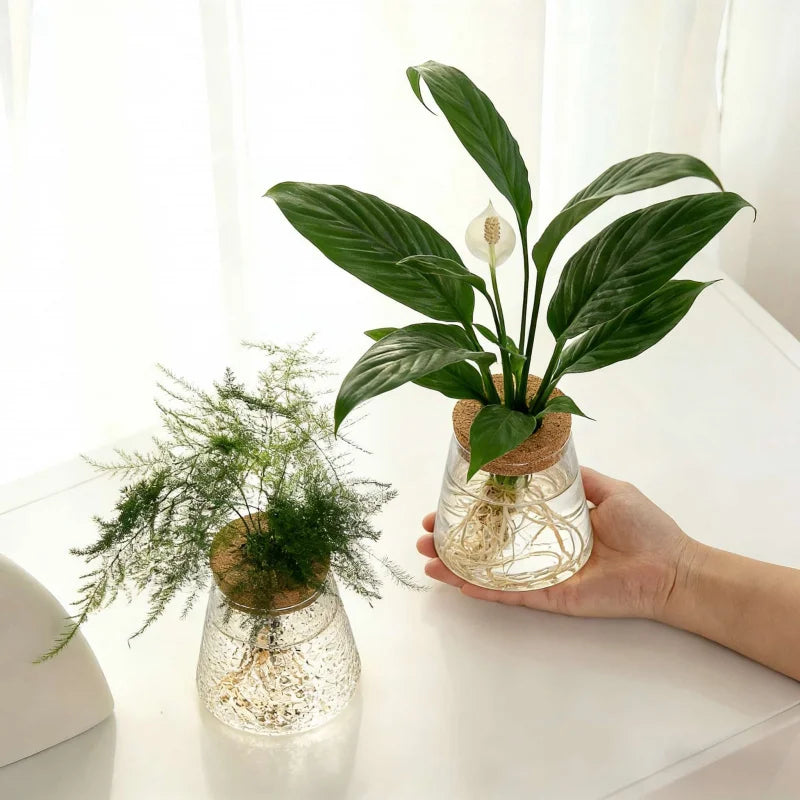Hydroponic Flower Pot Stand1-2Personal Use Suitable for Office Green Plant Cutting Propagation Bottle Transparent Glass Containe