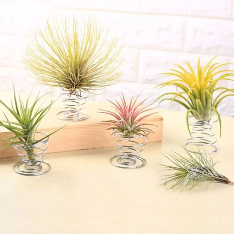 20 Pcs Air Plant Container Tillandsia Holder for Displaying Air Plant Durable Wide Range of Usage DIY Home Decor Gift