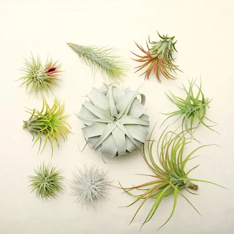 20 Pcs Air Plant Container Tillandsia Holder for Displaying Air Plant Durable Wide Range of Usage DIY Home Decor Gift
