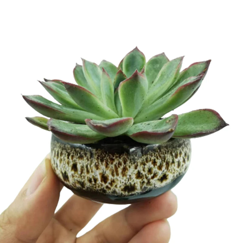 6pc Kiln-changed Flower Pot Bonsai Ceramic Pots For Plants Mini Succulent Plant Small Cactus Outdoor Container Modern Decorative
