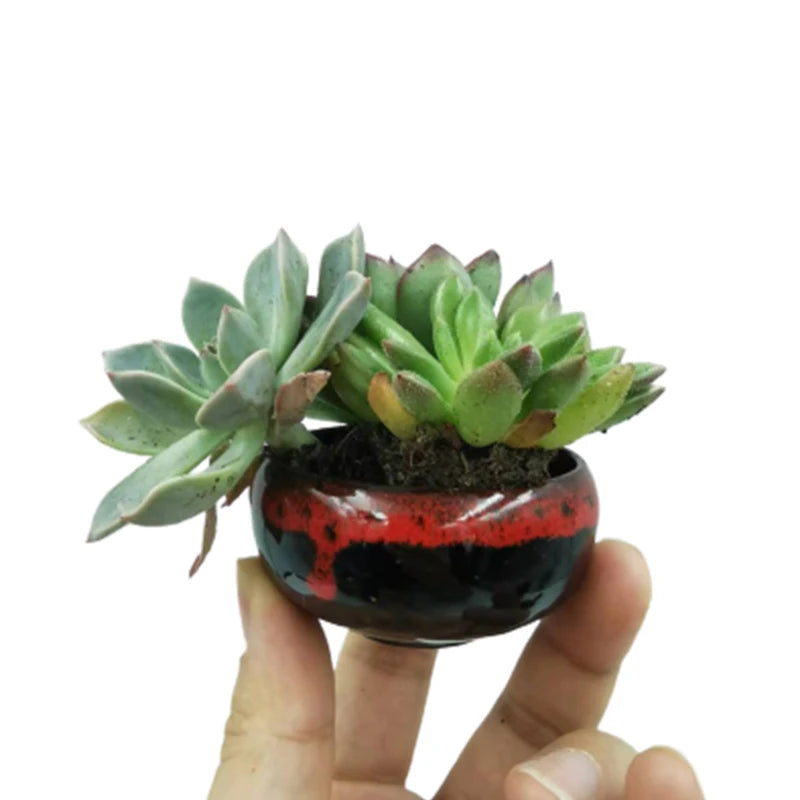 6pc Kiln-changed Flower Pot Bonsai Ceramic Pots For Plants Mini Succulent Plant Small Cactus Outdoor Container Modern Decorative