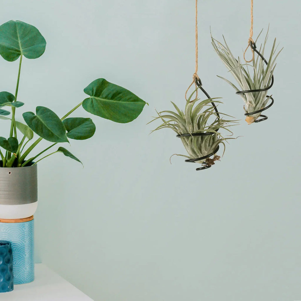 12Set Air Plant Holders Spiral Metal Soilless Stand Hanging Tillandsia Display Container Home Office Succulent Wall Decor