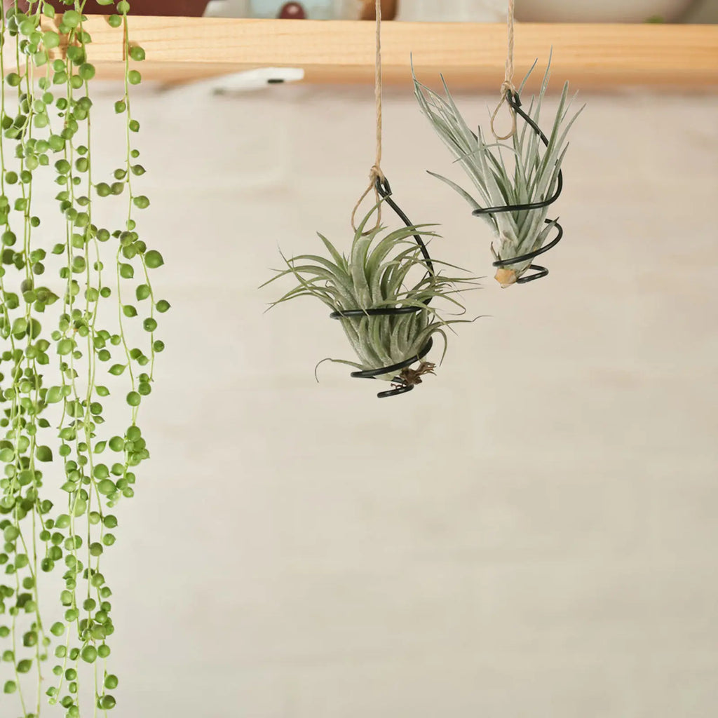 12Set Air Plant Holders Spiral Metal Soilless Stand Hanging Tillandsia Display Container Home Office Succulent Wall Decor