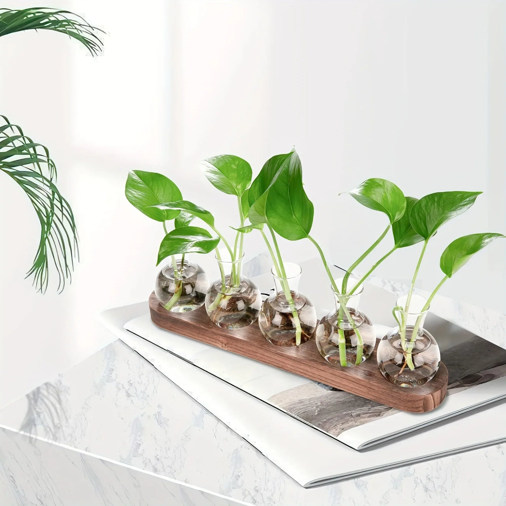 Glass Terrarium for Plants with Wooden Tray – For indoor propagation hydroponic vase，Desktop Home Office Decoration