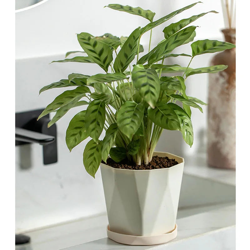 Plastic Flower Pots for Indoor and Outdoor, Large-Diameter Flower Pots, Succulent Plants, Green Plants