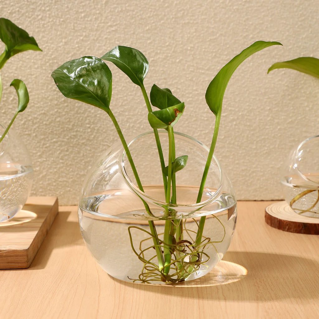 3 Pcs Hydroponic Glass Succulent Terrarium Vase Clear Bowl Air Plant Container Round Jar For Home Office Balcony Garden Decor
