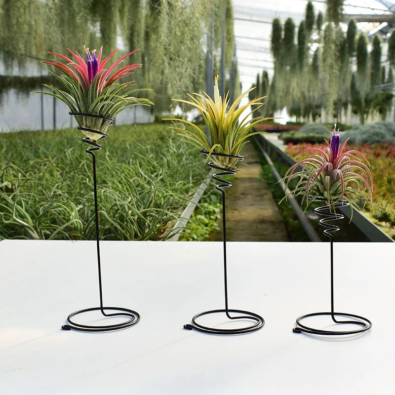 Air Plants Container Air Plant Holder Iron Flower Stand Tillandsia Holder For Displaying Home Office Desktop Decoration 3 Sizes