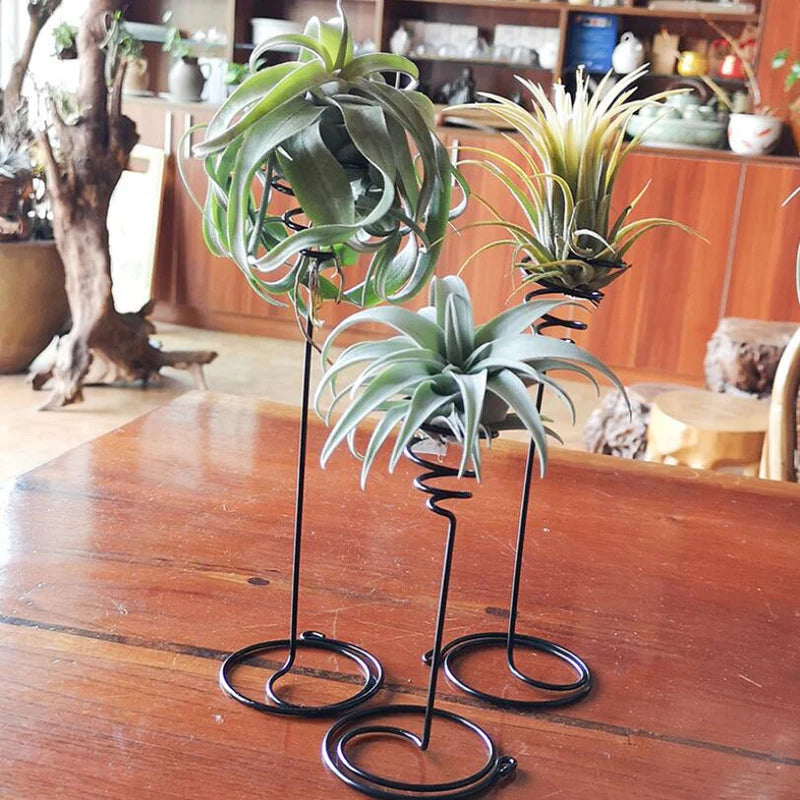 Air Plants Container Air Plant Holder Iron Flower Stand Tillandsia Holder For Displaying Home Office Desktop Decoration 3 Sizes