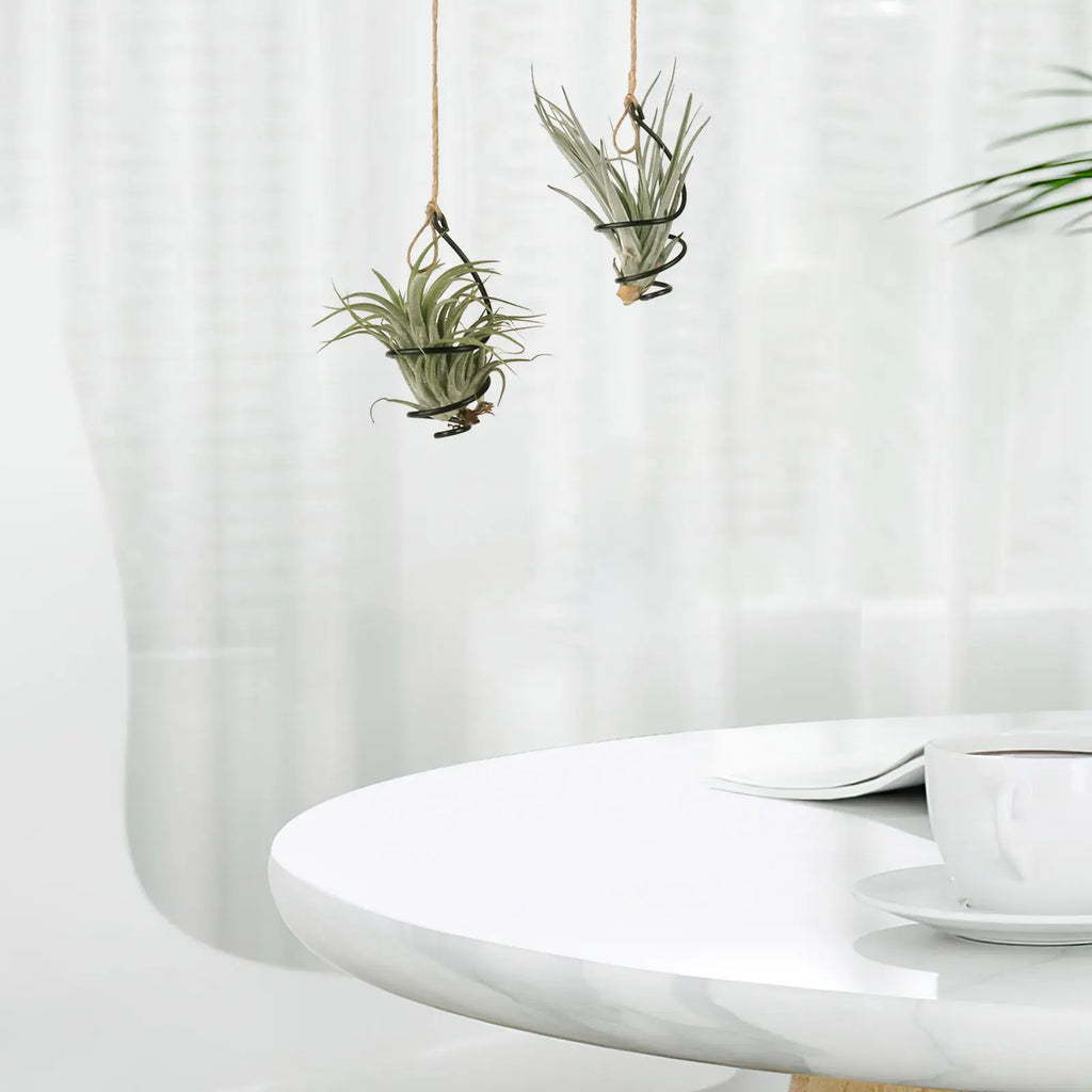 12Set Air Plant Holders Spiral Metal Soilless Stand Hanging Tillandsia Display Container Home Office Succulent Wall Decor