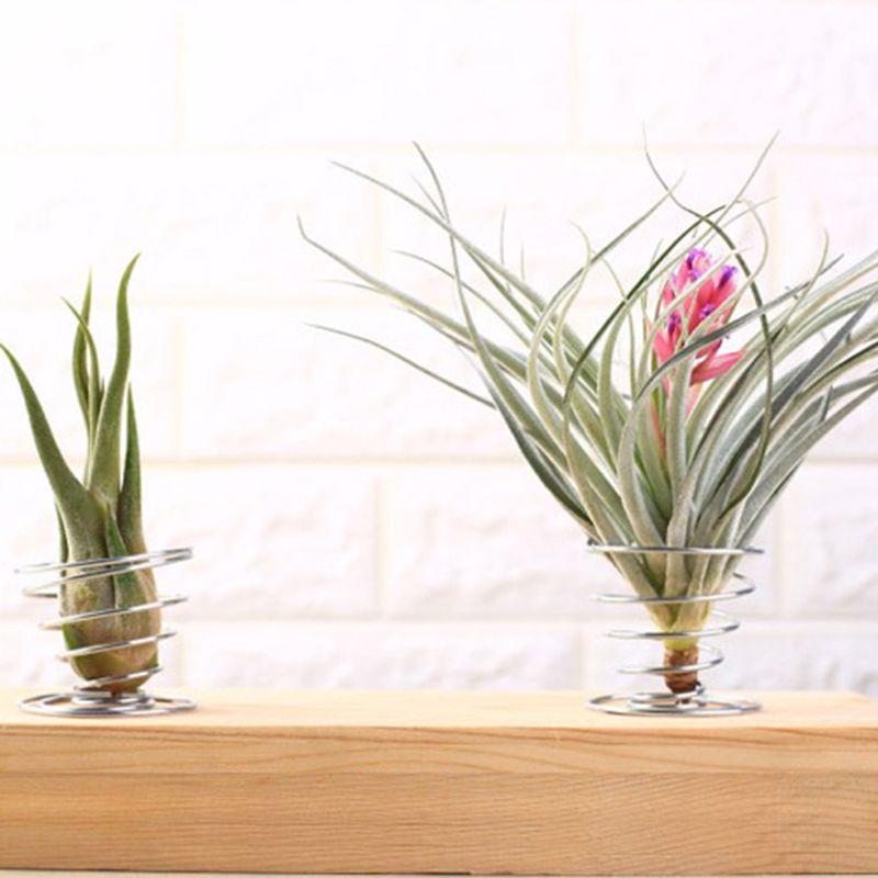 20 Pcs Air Plant Container Tillandsia Holder for Displaying Air Plant Durable Wide Range of Usage DIY Home Decor Gift