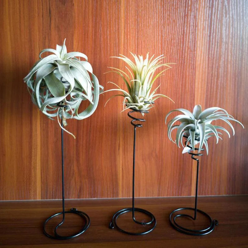 Air Plants Container Air Plant Holder Iron Flower Stand Tillandsia Holder For Displaying Home Office Desktop Decoration 3 Sizes